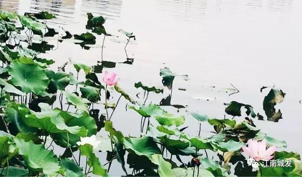 江南荷葉、蓮花